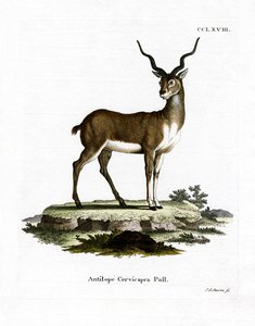 Blackbuck (renkli gravür) by German School
