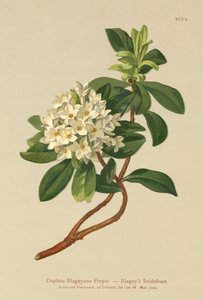 Blagays Daphne (Daphne Blagayana Freyer) by German School