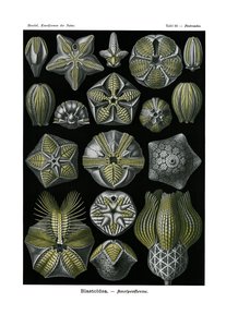 Blastoidea, 1899-1904 by German School