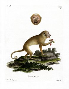 Blonde Capuchin (renkli gravür) by German School