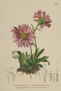 Mavi Alp Papatyası (Aster alpinus) by German School