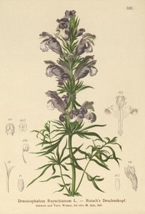 Mavi Ejderha (Dracocephalum Ruyschianum) by German School