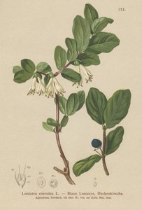 Mavi Hanımeli (Lonicera caerulea, Lonicera coerulea) by German School