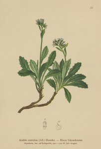 Mavi tere (Arabis caerulea, Arabis coerulea) by German School