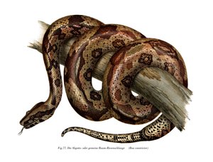 Boa yılanı (renkli taş) by German School