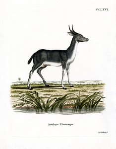 Bohor Reedbuck (renkli gravür) by German School