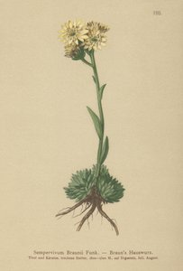 Brauns Tavuk ve Civcivler (Sempervivum Braunii) by German School