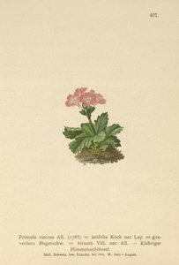 Geniş yapraklı Primrose (Primula viscosa, Primula latifolia, Primula hirsuta) by German School