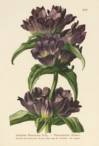Kahverengi Centiyana (Gentiana Pannonica) by German School