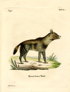 Kahverengi Sırtlan (renkli gravür) by German School