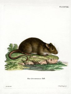 Kahverengi Fare (renkli gravür) by German School