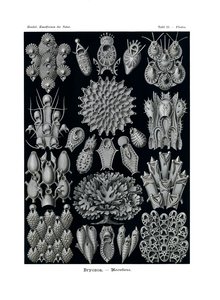 Bryozoa, 1899-1904 by German School