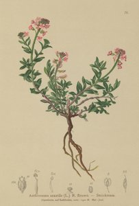 Yanmış Candytuft (Aethionema saxatile, Thlaspi saxatile) by German School