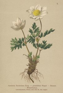 Bursers Anemone (Anemon Burseriana, Anemone grandiflora) by German School