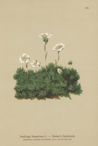 Bursers Saxifrage (Saxifraga Bursariana) by German School