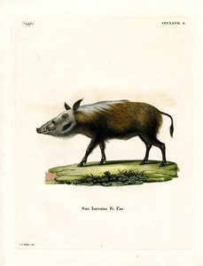 Bushpig (renkli gravür) by German School