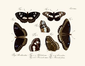 kelebekler by German School