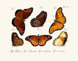 kelebekler by German School