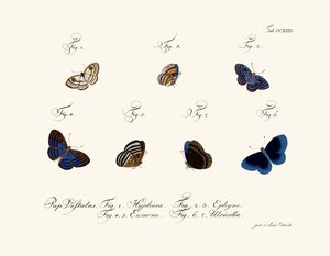 kelebekler by German School