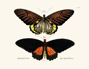 kelebekler by German School