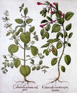 Calamints, from Hortus Eystettensis, Basil Besler (1561-1629), pub. 1613 (el boyaması gravür) by German School