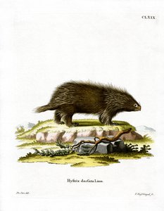 Kanada Kirpisi (renkli gravür) by German School