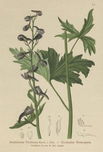 Larkspur Mum (Delphinium elatum, Delphinium tiroliense) by German School