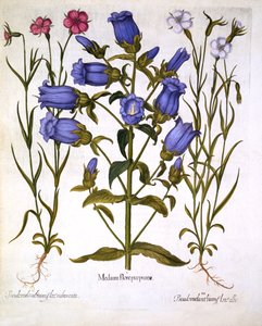 Hortus Eystettensis