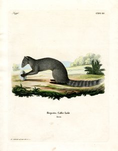 Cape Grey Mongoose (renkli gravür) by German School