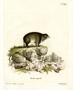 Cape Hyrax (renkli gravür) by German School