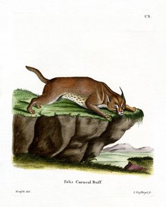 Karakulak (renkli gravür) by German School