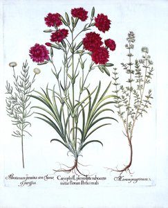 Karanfil, Kedi Kekik ve Ortak Lavanta Pamuğu, Hortus Eystettensis