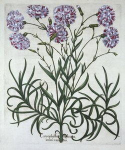 Karanfil, Hortus Eystettensis