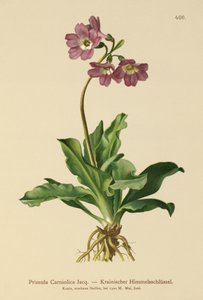 Carniolan Primrose (Primula Carniolica) by German School