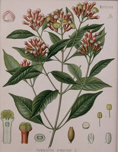 Caryophyllus Aromaticus (Karanfil) by German School