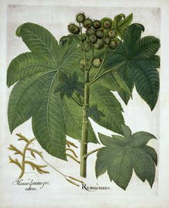 Hortus Eystettensis