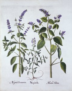 Hortus Eystettensis