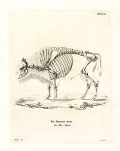 Sığır İskeleti (renkli gravür) by German School