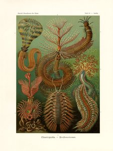 Çaetopoda, 1899-1904 by German School
