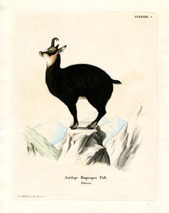 Chamois (renkli gravür) by German School