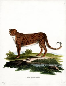Çita (renkli gravür) by German School
