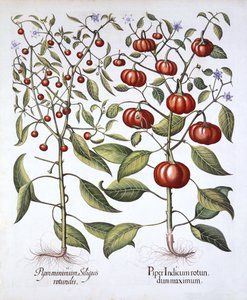 Chili Pepper [Nightshade Family], Hortus Eystettensis