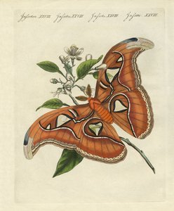 Çin kelebekleri by German School