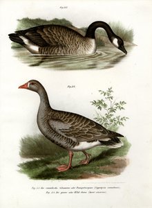 Çin kazı, 1864 by German School