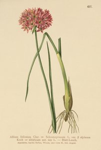 Frenk soğanı (Allium foliosum, Allium Schoenoprasum var. alpinum, Allium sibiricum) by German School