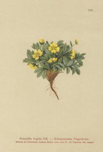 Cinquefoil (Potentilla frigid, Potentilla glacialis, Potentilla helvetica) by German School