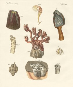 Cirrhipodas, Bristleworms veya brachiopods (renkli gravür) by German School
