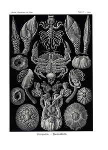 Sirripedia, 1899-1904 by German School