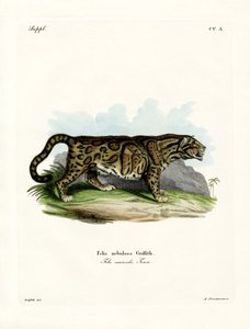 Bulutlu Leopar (renkli gravür) by German School