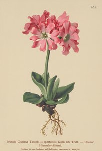Clusiana Primrose (Primula Clusiana, Primula spectabilis) by German School